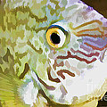 The Fish