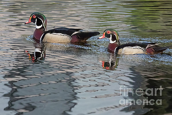 Wood Ducks by Deborah Benoit Wood Ducks by Deborah Benoit