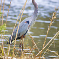 De Leon Springs Blue