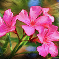 Oleander Dream