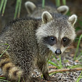 Baby Raccoon